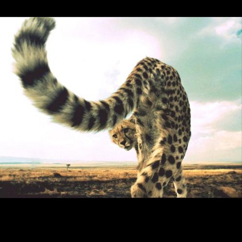 FOLLOW MEE...EOW! 🐆
